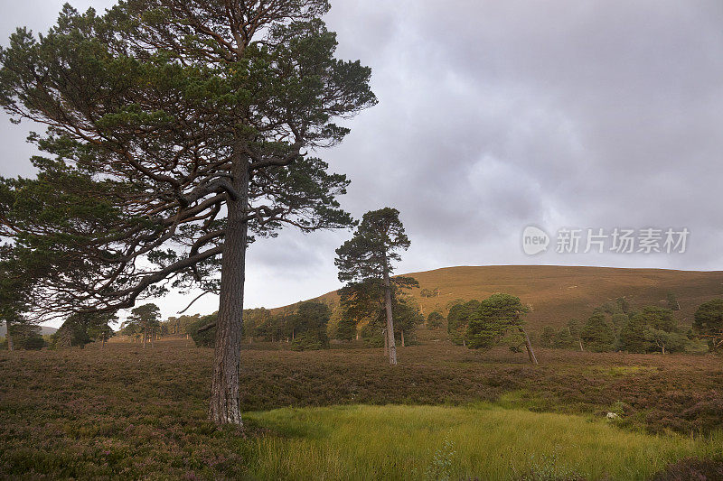 日出喀里多尼亚松林Cairngorms山Mar Lodge庄园国家自然保护区苏格兰英国